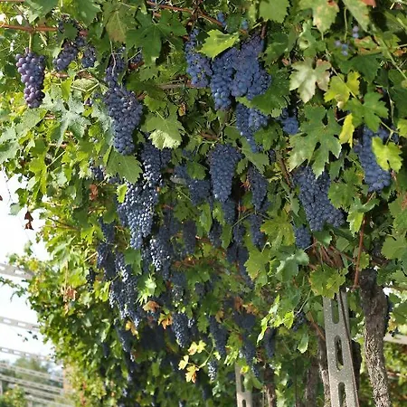 Agriturismo La Rocca مزرعة للإقامة *