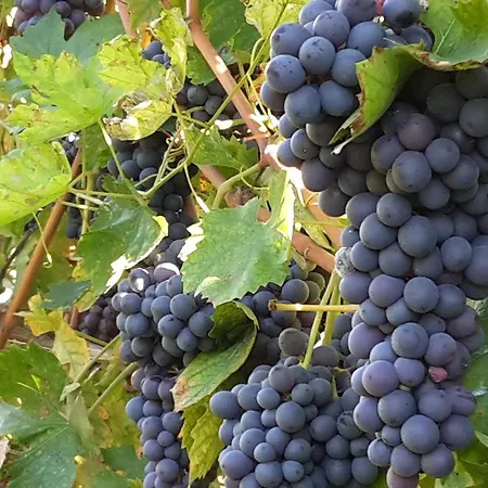 Agriturismo La Rocca مزرعة للإقامة