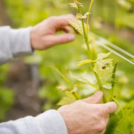 La Rocca Κατάλυμα σε φάρμα *